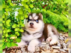 Sibiřský husky štěňátka s PP