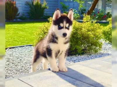Sibiřský husky štěňátka s PP