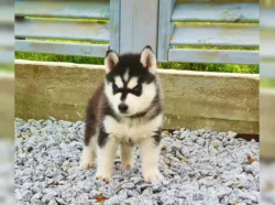 Sibiřský husky štěňátka s PP