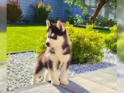 Sibiřský husky štěňátka s PP