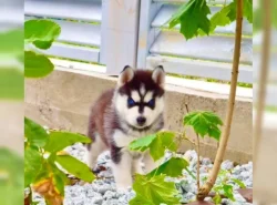 Sibiřský husky štěňátka s PP