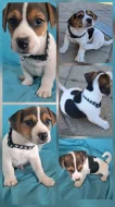 Jack Russell - pejsci bez PP