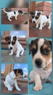 Jack Russell - pejsci bez PP