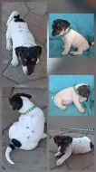 Jack Russell - pejsci bez PP