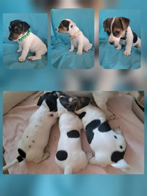 Jack Russell - pejsci bez PP