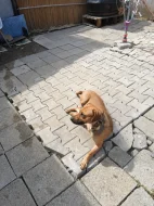 Darujeme Štěně