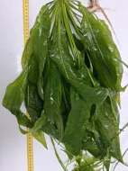 Amazonka