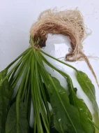 Amazonka