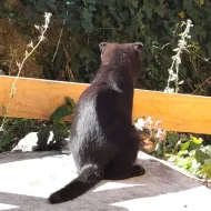 Překrásný a moc hodný kocourek George-Jiřík