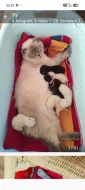 Překrásná koťátka skotská klapouchá rezervace