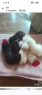 Překrásná koťátka skotská klapouchá rezervace