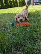 Maltipoo