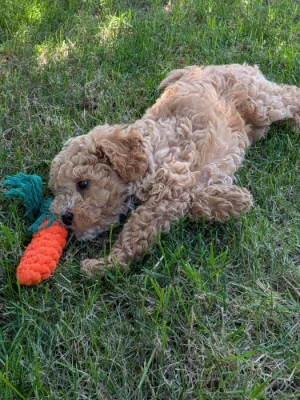 Maltipoo