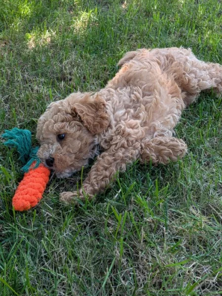 Maltipoo