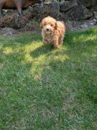 Maltipoo