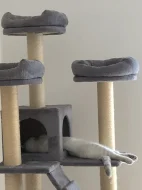 Skotský klapouchý kocourek