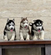 Rozkošná štěňata sibiřského huskyho