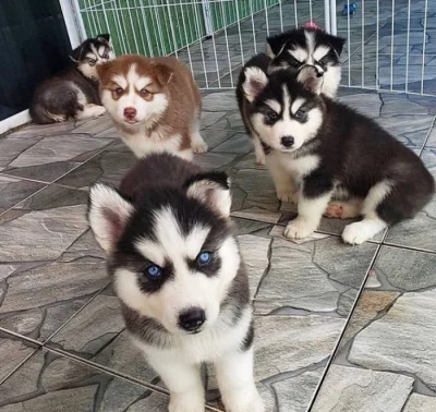 Rozkošná štěňata sibiřského huskyho