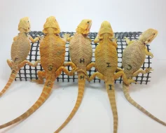 Agama vousatá - Pogona Vitticeps - CITRUS x RED
