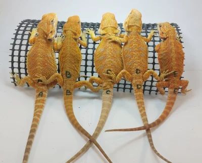 Agama vousatá - Pogona Vitticeps - CITRUS x RED