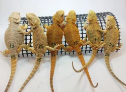 Agama vousatá - Pogona Vitticeps - CITRUS x RED