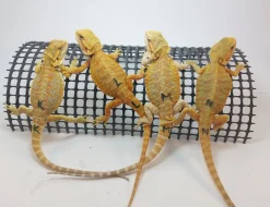 Agama vousatá - Pogona Vitticeps - CITRUS x RED