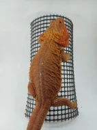Agama vousatá - Pogona Vitticeps - CITRUS x RED