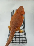 Agama vousatá - Pogona Vitticeps - CITRUS x RED