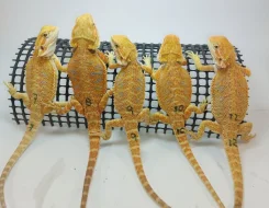 Agama vousatá - Pogona Vitticeps - CITRUS x RED