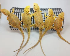 Agama vousatá - Pogona Vitticeps - CITRUS x RED