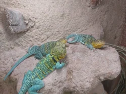 Leguánek obojkový-Crotaphytus collaris Wichita Mountain