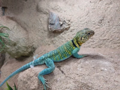 Leguánek obojkový-Crotaphytus collaris Wichita Mountain