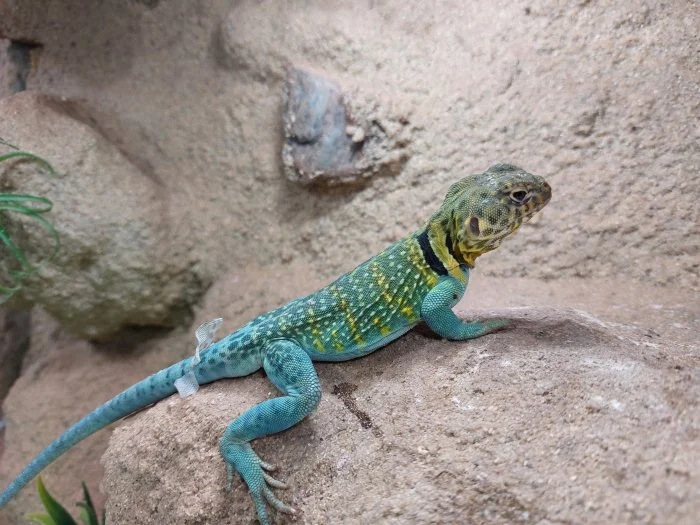 Leguánek obojkový-Crotaphytus collaris Wichita Mountain