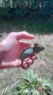 Chameleon jemenský.