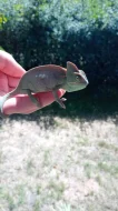 Chameleon jemenský.