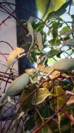 Chameleon jemenský.