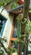 Chameleon jemenský.
