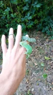 Chameleon jemenský.