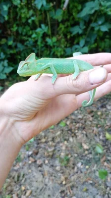 Chameleon jemenský.