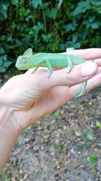 Chameleon jemenský.