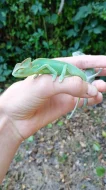 Chameleon jemenský.