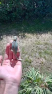 Chameleon jemenský.