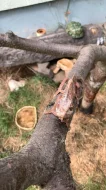 Chameleon jemenský.
