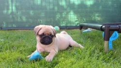 Mops s PP.FCI.