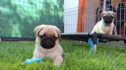 Mops s PP.FCI.