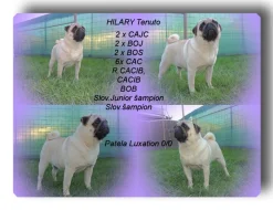 Mops s PP.FCI.