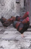 Prodám násadová vejce zdrobnělých vyandotek