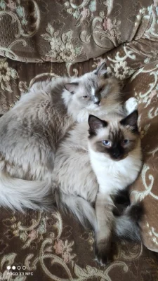 Ragdoll páreček