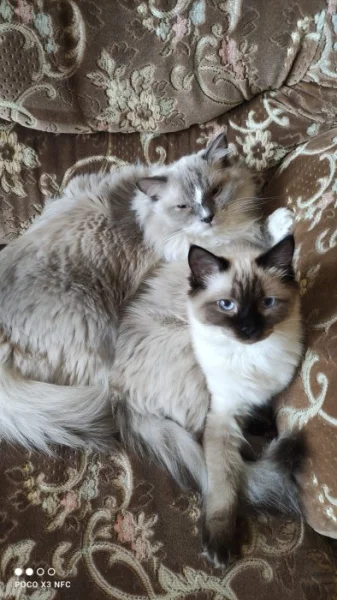 Ragdoll páreček