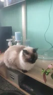 Ragdoll páreček